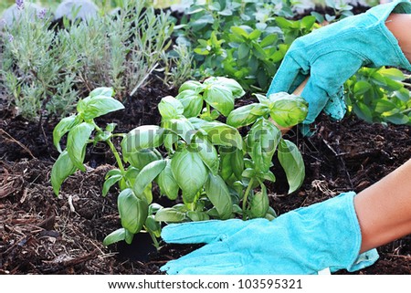 Similar – Image, Stock Photo photo of basil growing in a pot near a window