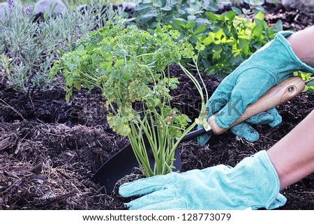 A gardener\'s gloved hand planting parsley in an organic herb garden with rich composted soil.
