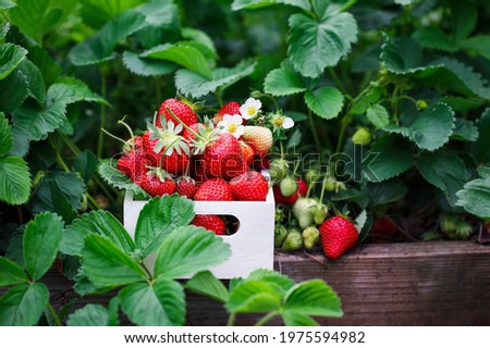 Similar – Image, Stock Photo Fresh Organic Strawberries and Apples Floating in a Tub of Water