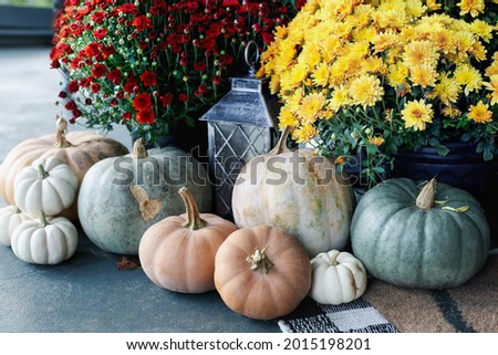 Red and yellow orange mums on a front porch that has been decorated for autumn with heirloom white, orange and grey pumpkins. 