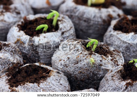 Organically grown plants and vegetables growing in biodegradable peat pots. Extreme shallow DOF.