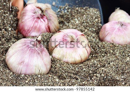 Flower corms or bulbs in potting soil with trowel.