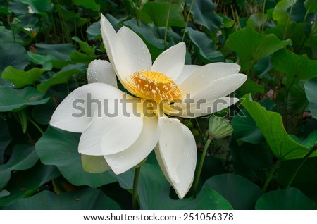 White lotus flower, Latin name nelumbo nucifera, also known as Indian lotus or sacred lotus.