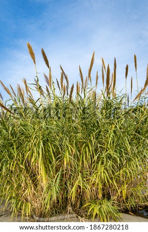 Similar – Foto Bild Schilf im Gegenlicht der Sonne