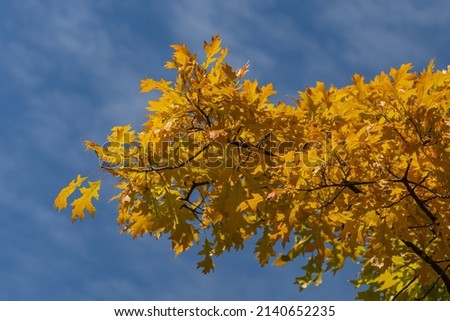 Quercus palustris, pin oak or swamp Spanish oak. Beautiful golden leaves on branches of Quercus palustris, pin oak or swamp Spanish oak. Bright young lush foliage against blue sky. Spring sunny day. ストックフォト © 
