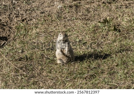 Similar – Image, Stock Photo Gopher Marmot Brown Green