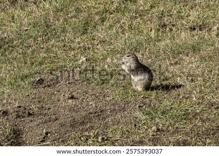 Similar – Image, Stock Photo Gopher Marmot Brown Green