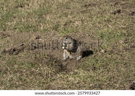 Similar – Image, Stock Photo Gopher Marmot Brown Green