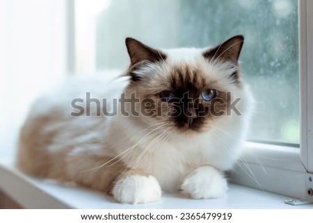 Similar – Foto Bild Katze mit blauen Augen blickt in die Kamera