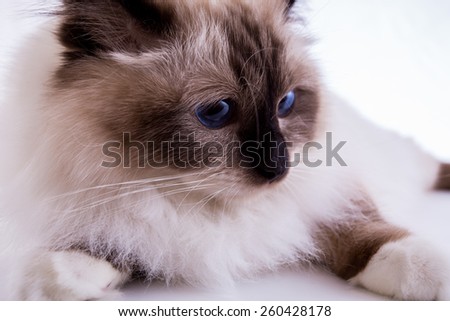 Burmese cat on a white background isolated
