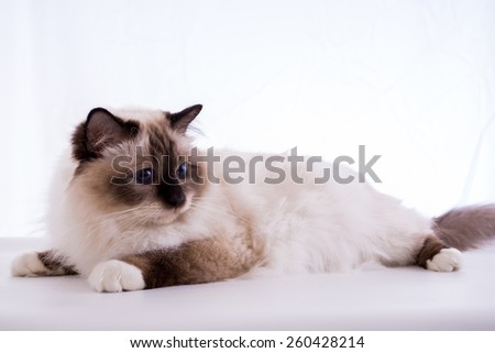 Burmese cat on a white background isolated