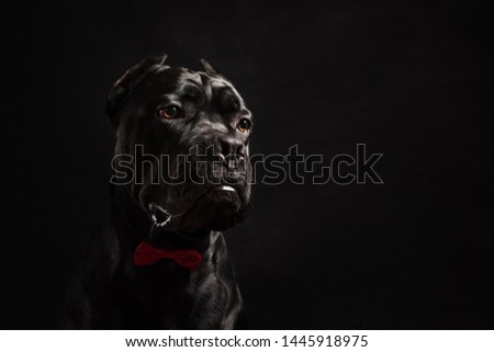 Shutterstock Puzzlepix