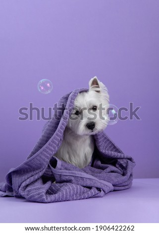 Cute West Highland White Terrier dog on purple background after bath. Dog wrapped in a towel among soap bubbles. Pet grooming concept. Copy Space. Place for text