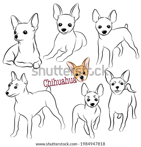 Set of hand drawn Chihuahua dog doodle. Collections poses in free hand drawing vector illustration style.