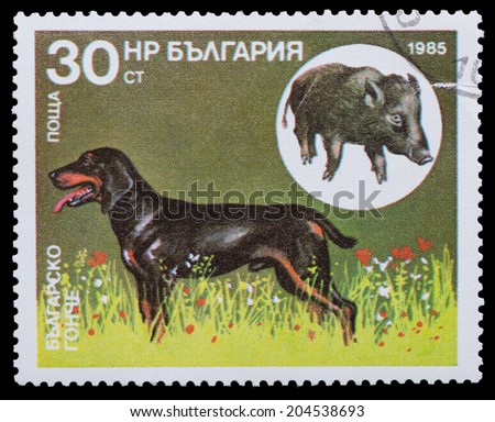BULGARIA - CIRCA 1985: A stamp printed in Bulgaria, shows Bulgarian hound, series Hunting dogs, circa 1985