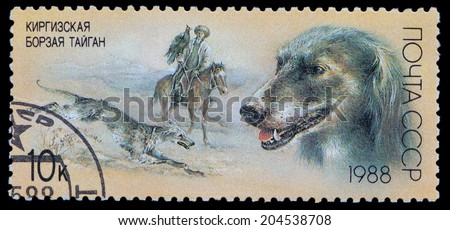 USSR - CIRCA 1988: A stamp printed in USSR, shows Kyrgyz greyhound taigan, series Hunting dogs, circa 1988