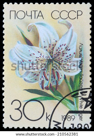 USSR - CIRCA 1989: a stamp printed in USSR shows flower lilium White Tiger, circa 1989