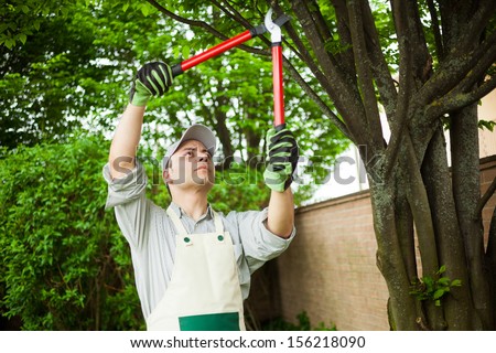 Professional gardener pruning a tree