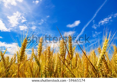 Beautiful golden crop meadow in the blue sky