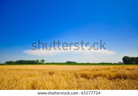 Wheat meadow under a blue sky in an Italian summer day