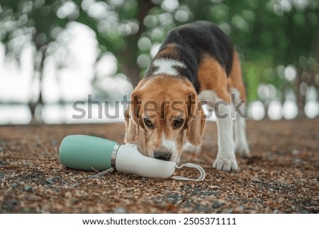 Similar – Image, Stock Photo A beautiful water dog is sitting in the meadow while it is looking at the camera. Its owner is petting it. It is sticking out its tongue and it looks happy.
