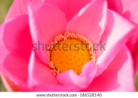 Lilies, lotus, pink lotus blossom beautifully Comments shower. Lotus bud lotus natural beauty.
