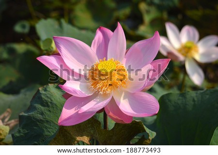 Lilies, lotus, pink lotus blossom beautifully Comments shower. Lotus bud lotus natural beauty.Bees, flies, bees collect pollen.
