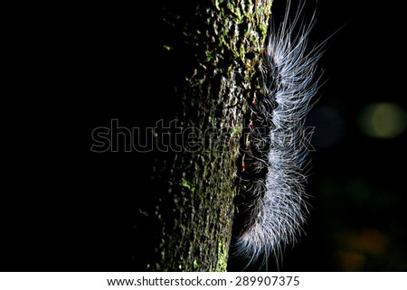 caterpillar on tree in low light tone and flash light