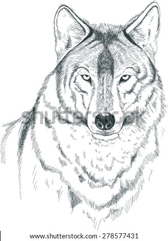 A Sketch Of A Wolf. Handmade. Stock Vector Illustration 278577431 ...