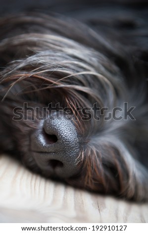 Black nose of a dog