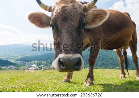 cow and field of fresh grass. Funny cow on a green summer meadow. Blurred background