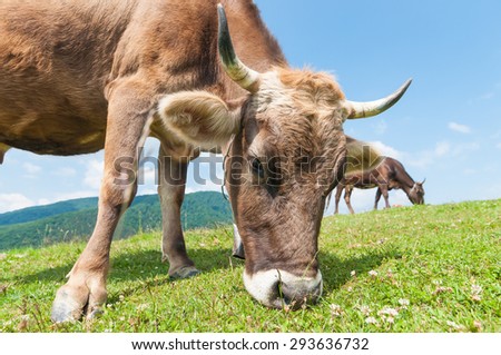 Head of a cow against a pasture. Funny cow on a green summer meadow. Blurred background