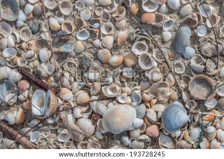 Dirty beach with many kind of shells on the ground