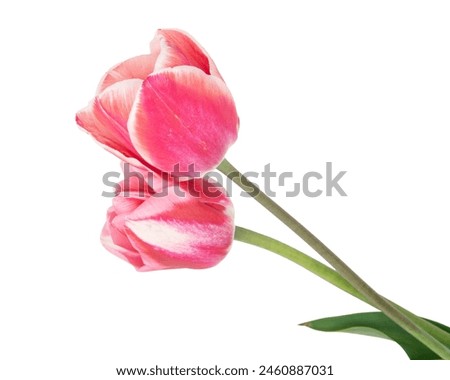 Image, Stock Photo Two pink tulips with a patch and a heart