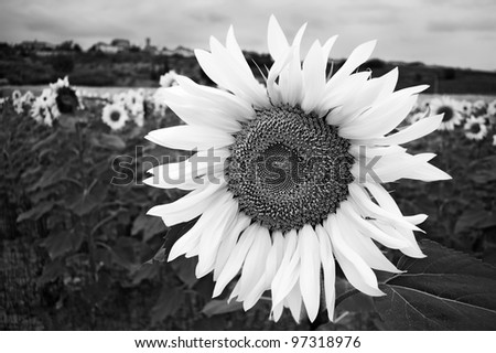 Large sunflower head standing out against a field of sunflowers in high contrast black and white.