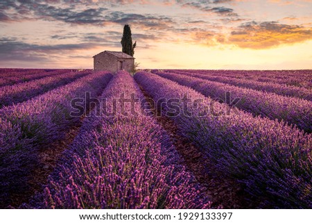 Similar – Image, Stock Photo Lavender field, Provence, Plateau Valensole. Beautiful image of lavender field.Lavender flower field, image for natural background.Very nice view of the lavender fields.