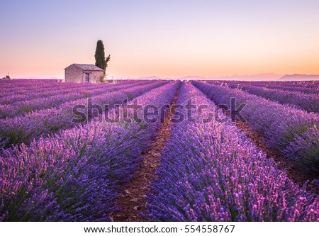 Similar – Image, Stock Photo Lavender field, Provence, Plateau Valensole. Beautiful image of lavender field.Lavender flower field, image for natural background.Very nice view of the lavender fields.