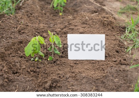 Young soy plant on a farm. Organic soybean seedlings in a garden. Plain white name tag next to the plant. Organic gardening in summer.