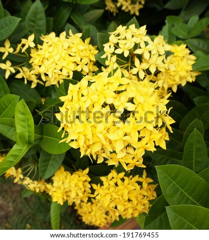 The flower spike is a shrub, many bouquet of flowers has dark yellow.