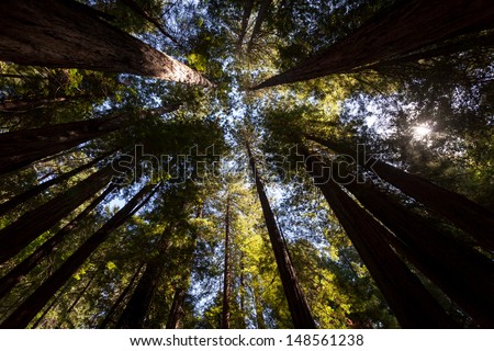 Circle pattern of coastal redwood tree tops and foliage reaching sky in Muir Woods National Monument, CA part of Golden Gate International Biosphere Reserve.