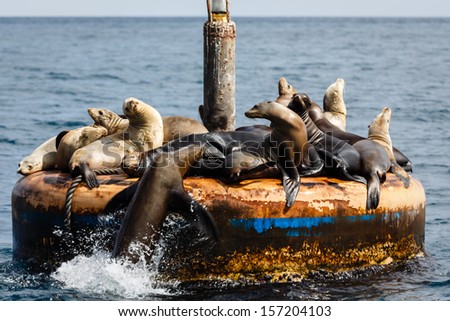 Let me on too! Sea lions zalophus californianus, piled on channel marker encourage new arrival to climb aboard off Catalina Island California