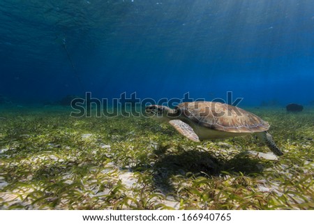 Green sea turtle swimming along ocean bed foraging for food