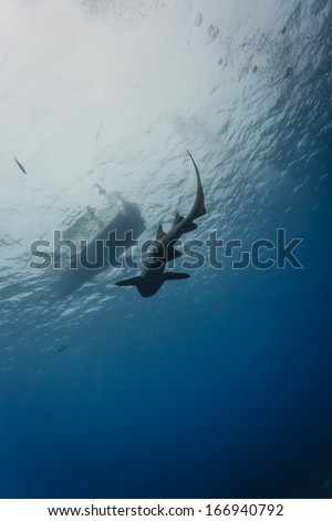 Nurse shark swims underwater parallel to diving boat in clear tropical waters