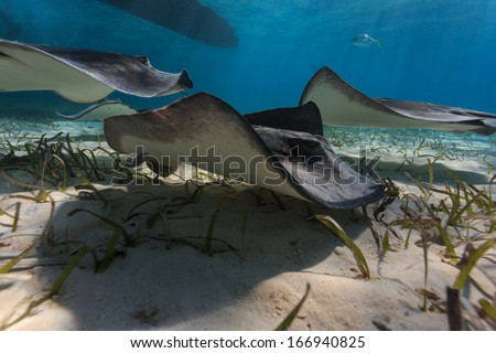 Group of gray juvenile southern sting rays forage for food using a wave like motion of their pectoral fins