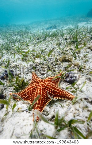 close-up of red sea star or starfish resting on white sand of ocean floor in Caribbean Sea