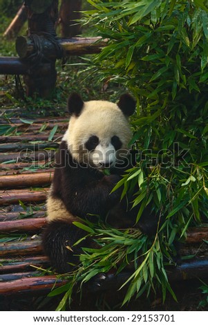 Panda bear eating babmboo at Chengdu Giant Panda Breeding Center Sichuan China