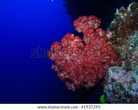 Red Fire Coral on the Great Barrier Reef Marine Park Australia