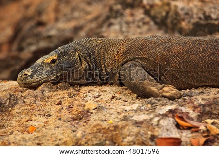Komodo Dragon Resting on Rock