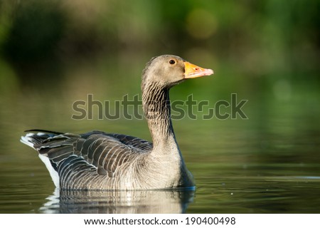Greylag goose, Anser anser, on lake in West Sussex, UK, landscape format.