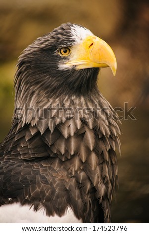 American eagle animal bird during winter
